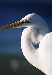 Great Egret credit Wildlife Care Center