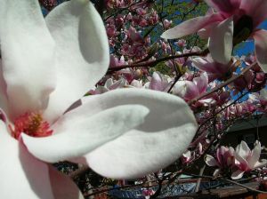 2010-05-07-719639_magnolia_1.jpg