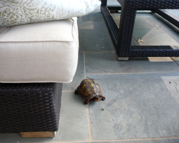 2010-05-26-turtle.jpg