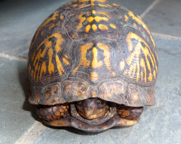 2010-05-26-turtlehide.jpg