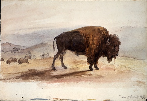 2010-05-27-02_wounded_bisonsmall.jpg
