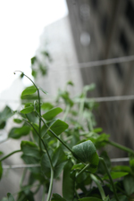 2010-05-30-tiny_peas.jpg