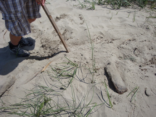 2010-06-15-jerrydigging.jpg