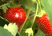 2010-06-21-strawberries.jpg