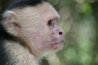 2010-07-07-WhitefacedCapuchinArenasdelMar.jpg