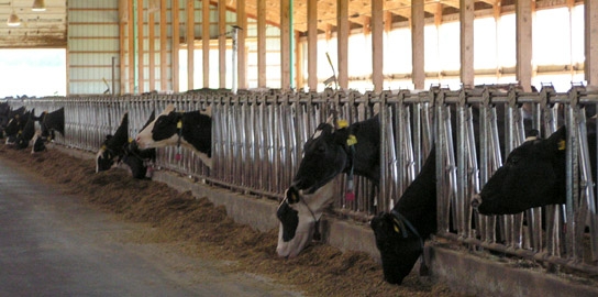 2010-07-07-cowseating.JPG