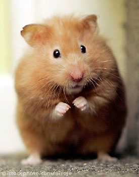 2010-07-07-hamster_1301300.jpg