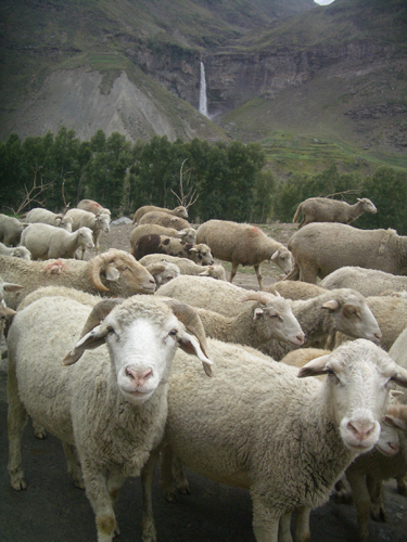 2010-07-21-ladakhwaterfall.jpg