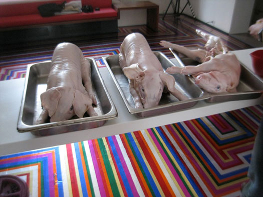 2010-07-21-pigs.jpg