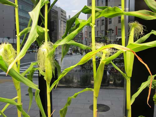 2010-07-31-pasona_corn.jpg