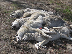 2010-08-06-POISONEDCOYOTES.jpg