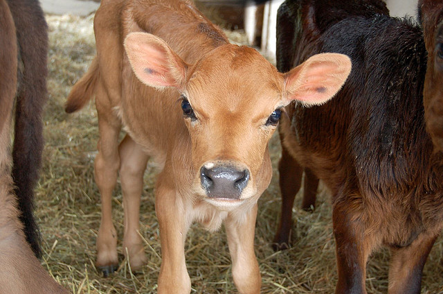 Can Eating Baby Veal Be Guilt Free HuffPost