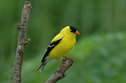 2010-08-11-goldfinch.jpg