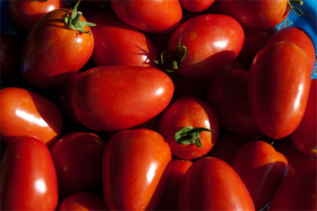 2010-08-12-tomatoes.jpg