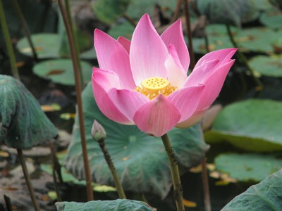 2010-08-14-LotusFlower.jpg