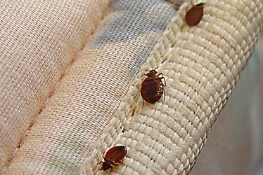 2010-08-24-bed_bugs.jpg