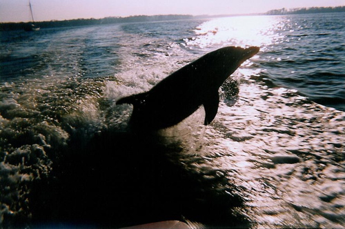 2010-08-25-dolphinlori.jpg