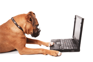 2010-08-29-dogwritingoncomputer.gif