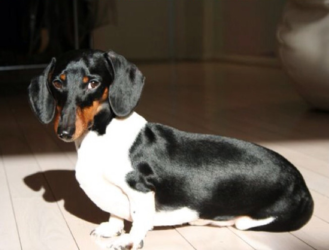 Black and store white sausage dog