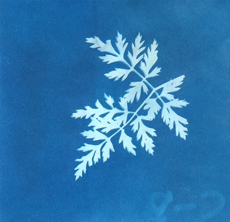 2010-09-16-sunprint.jpg
