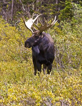 2010-09-24-mooseapproachingforHuffingtonPost.jpg