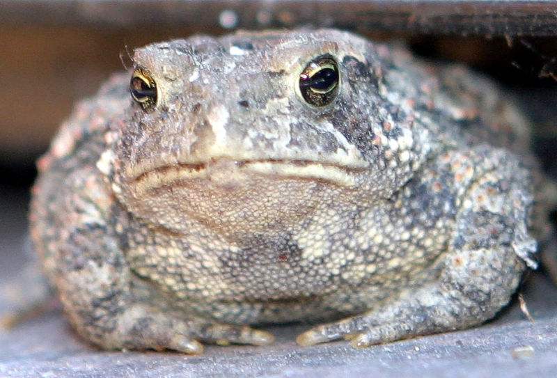 2010-09-30-800pxToad7.jpg