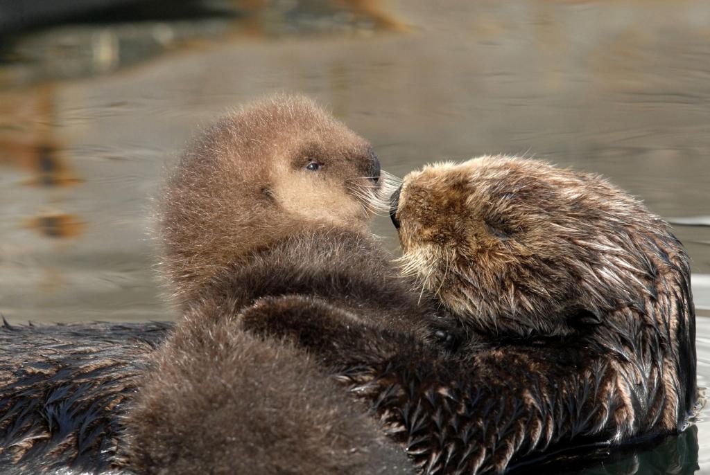 Saving Sea Otters, Saving Ourselves | HuffPost