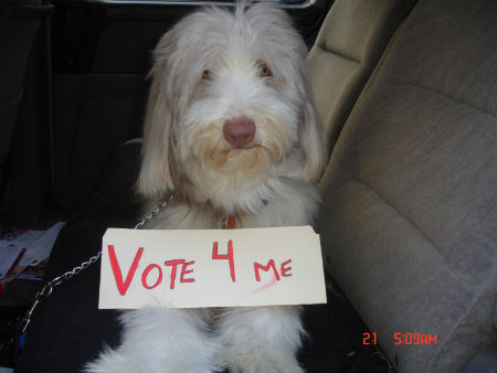 2010-11-02-YourDogWantsYoutoVote001.jpg