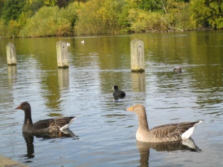 2010-11-04-hydebirds.jpg