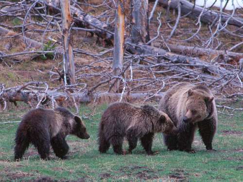 2010-11-11-YNP_grizzly_family.jpg