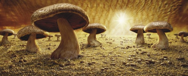 2010-11-18-miniCarlMushroomSavanna.jpg