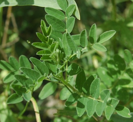 2010-11-29-astragalus.jpg