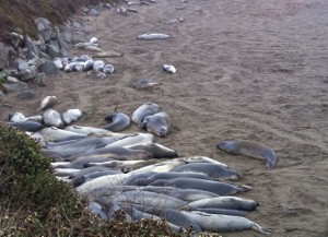 2010-12-04-elephantseals1300x217.jpg