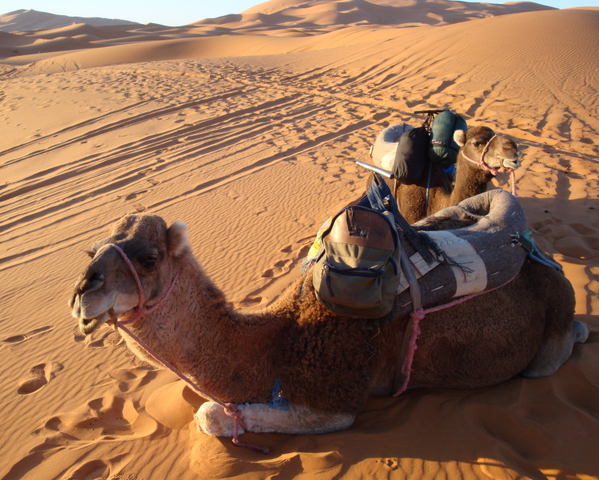 2010-12-13-CamelsinSahara.jpg