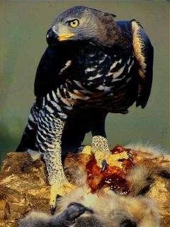 2010-12-16-Crowned_Eagle.jpg