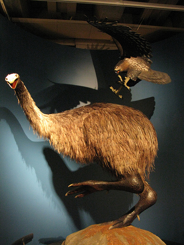 2010-12-16-EagleandMoa.jpg