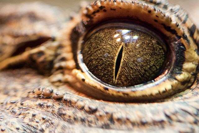 Animal Eyes are Odd | HuffPost Impact