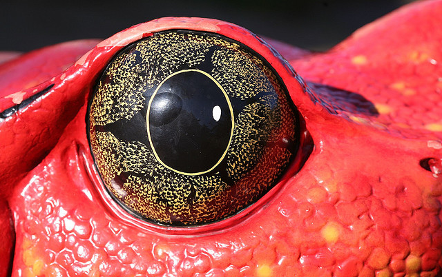 Animal Eyes are Odd | HuffPost Impact
