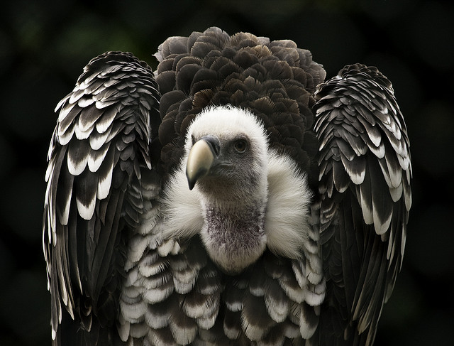 2011-01-06-GriffonVultureFLICKR.jpg