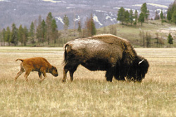 2011-01-11-Buffalo3.jpg