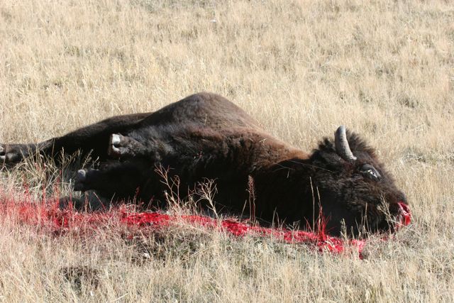 2011-01-11-deadbuffalo.jpg