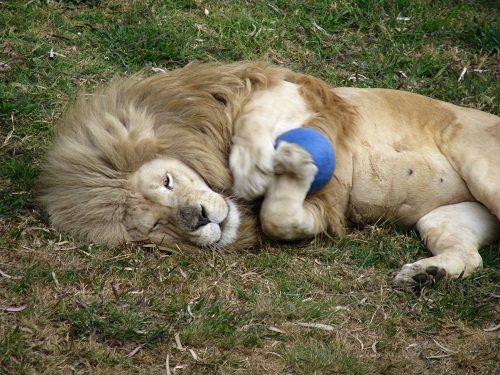 2011-01-20-Triton.the.lion.small.jpg