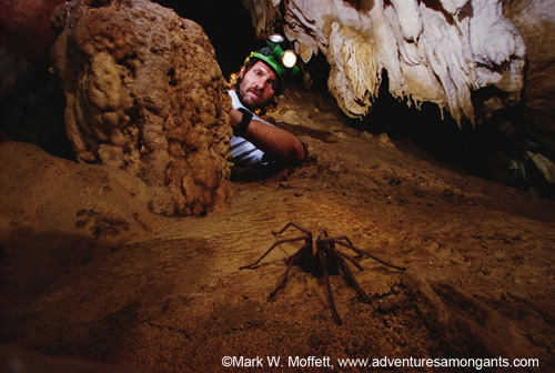 2011-01-28-MoffettTarantula.jpg