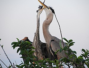 2011-02-01-Wakodahatchee041910105e3cKarenRubinherons.jpg