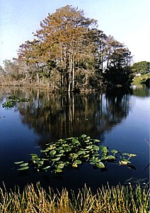 2011-02-01-loxahatchee2005e3cKarenRubintreeisland.jpg