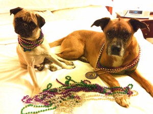 2011-02-01-mardigrasdogs300x224.jpg