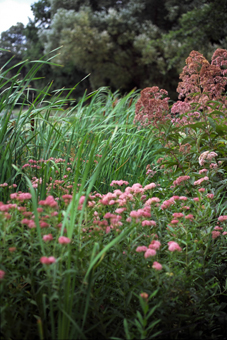 2011-02-03-wetland_plants.JPG