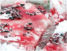 2011-02-04-seals_home_dead_seal_carcasses.jpg