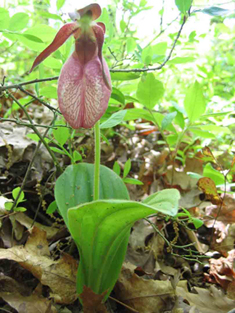 2011-02-13-Cypripedium.jpg