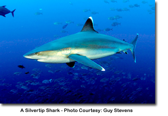 A Silvertip Shark - Photo Courtesy: Guy Stevens